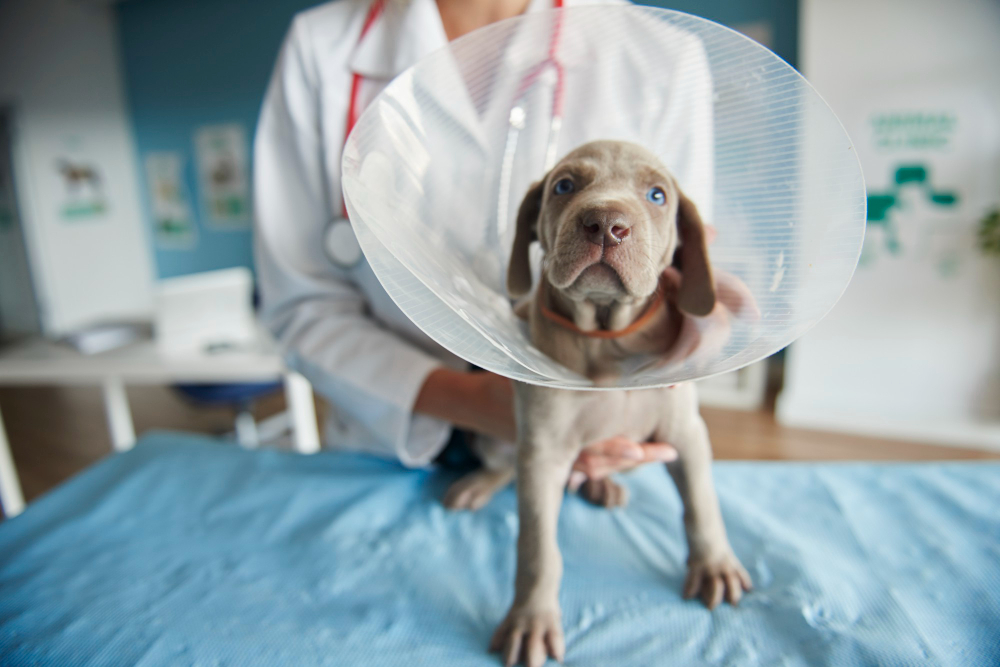 Board-Certified Pet Surgeons in Clovis, CA